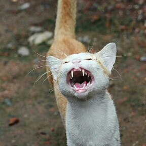 yaongyaong 프로필