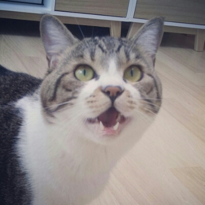 오들 프로필
