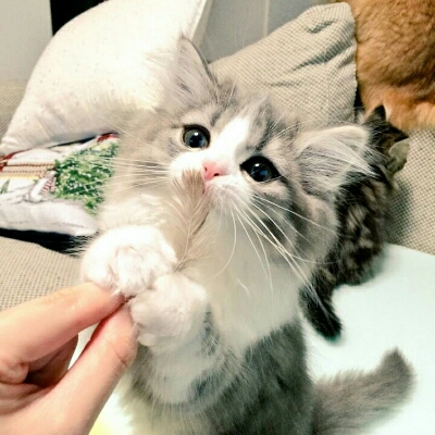 티르 프로필