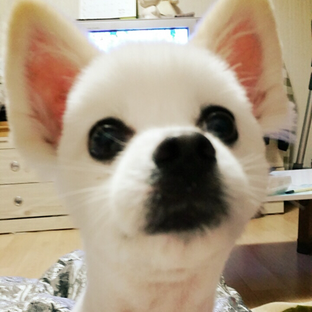 안티고나 프로필