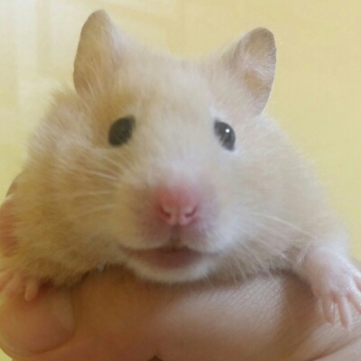 꽁지쓰 프로필