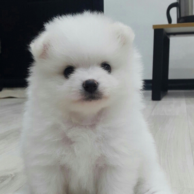 그리닝 프로필
