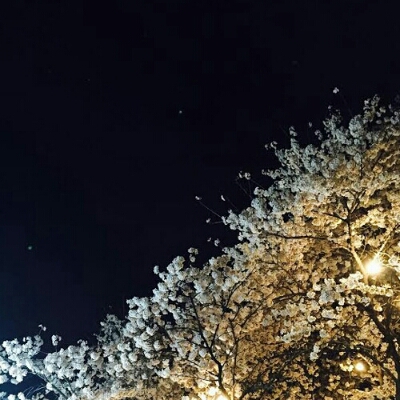 밍덩 프로필