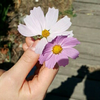 푸동 프로필