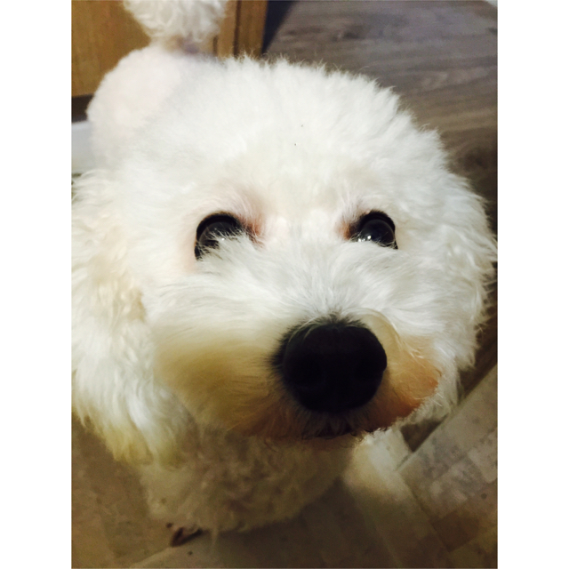 보루 프로필