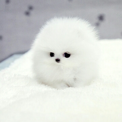 vgomv 프로필