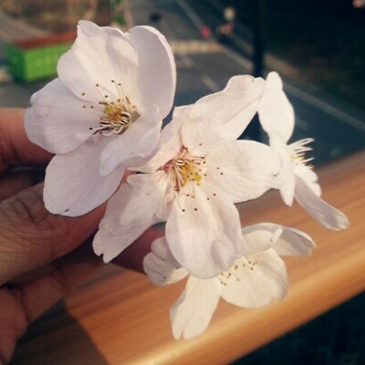 AN 프로필