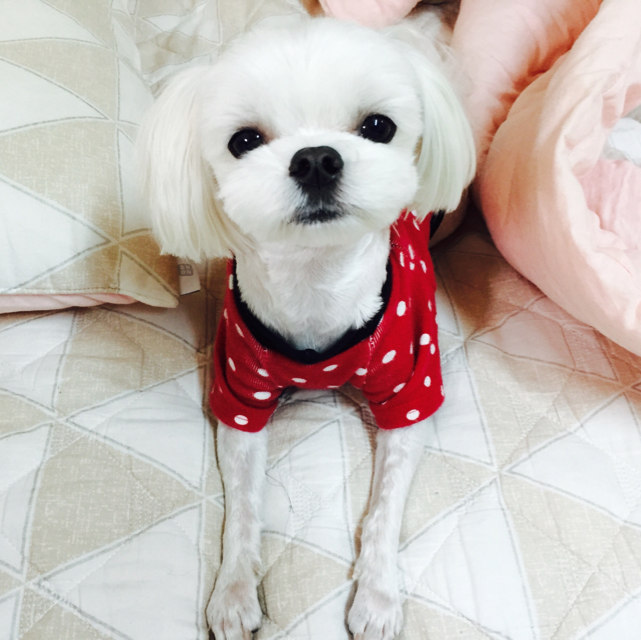 그렝 프로필