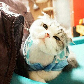 백똔 프로필