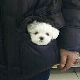미싱알맹이 프로필