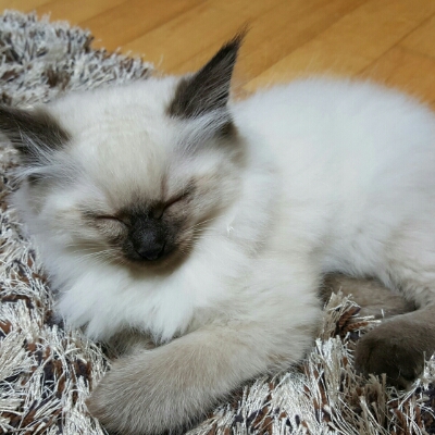 코까망이 프로필