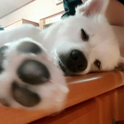 옹블리 프로필