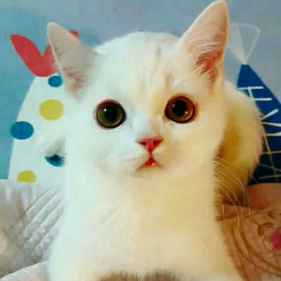 얀주스 프로필