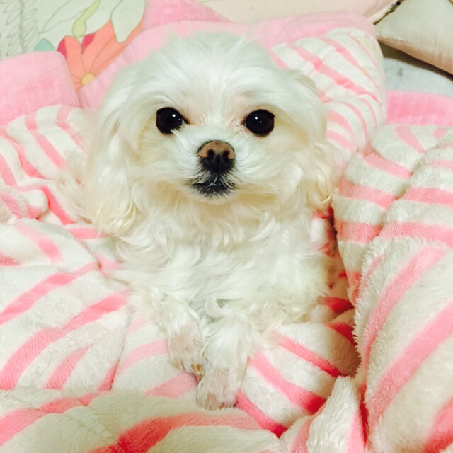 정윤교미 프로필