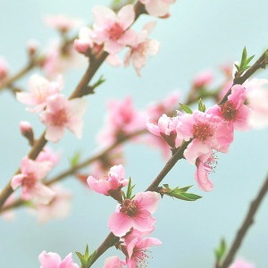 오기렌 프로필