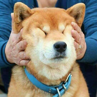 파우덮 프로필