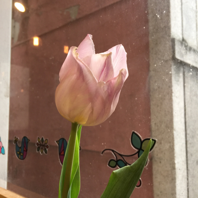 미라이뇽 프로필
