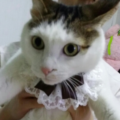 초코냥냥 프로필
