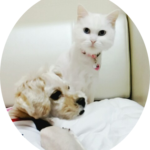 꼬시 프로필