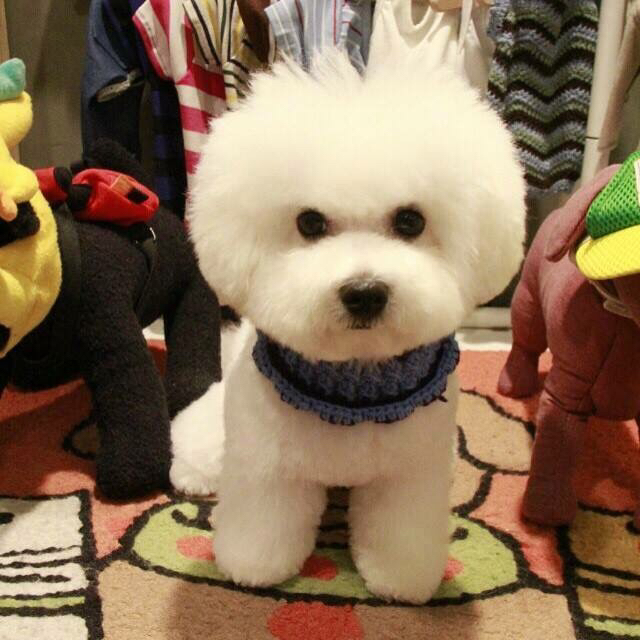 지쵸쵸 프로필