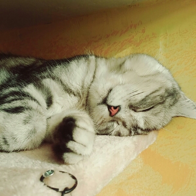 catelee 프로필