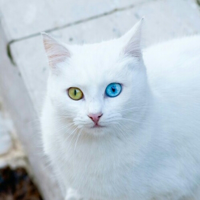 셜찡 프로필