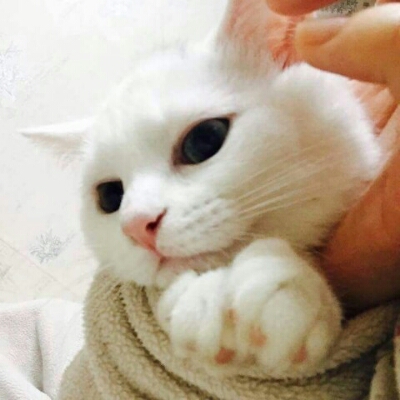 빼빼골이 프로필