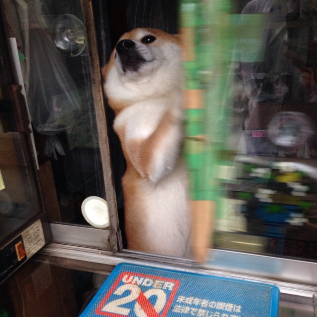 마구로 프로필