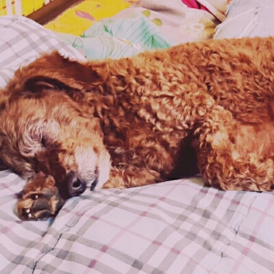 츄츄티 프로필