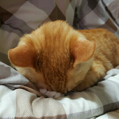 특여 프로필