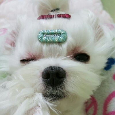 요미럽미 프로필