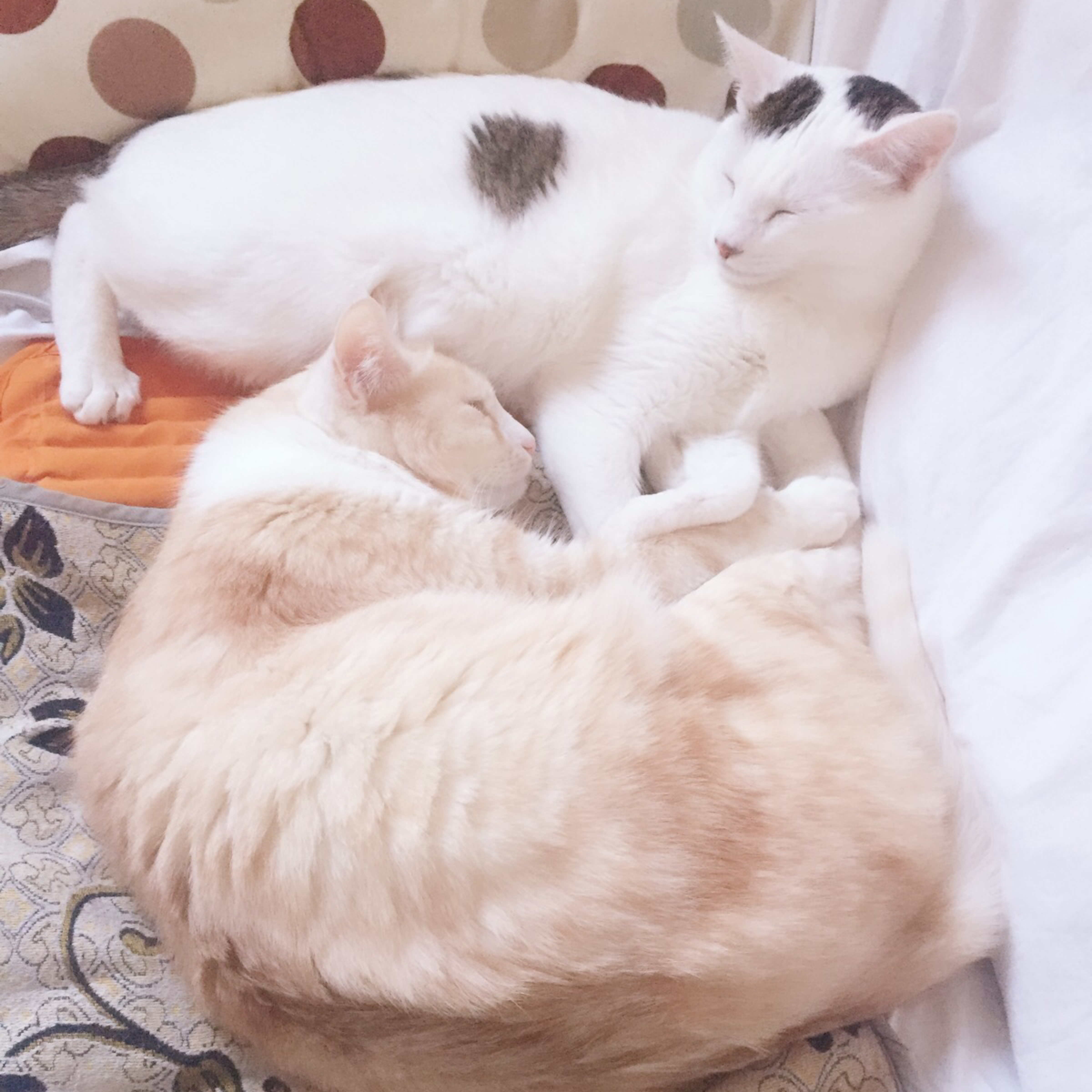 옐옐블리 프로필