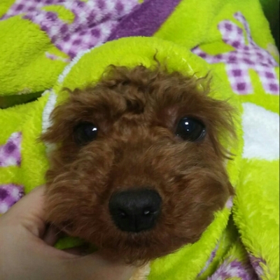 유자브로콜리 프로필