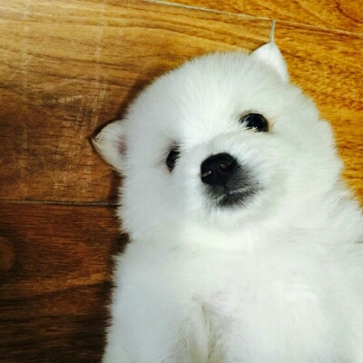 wldk 프로필