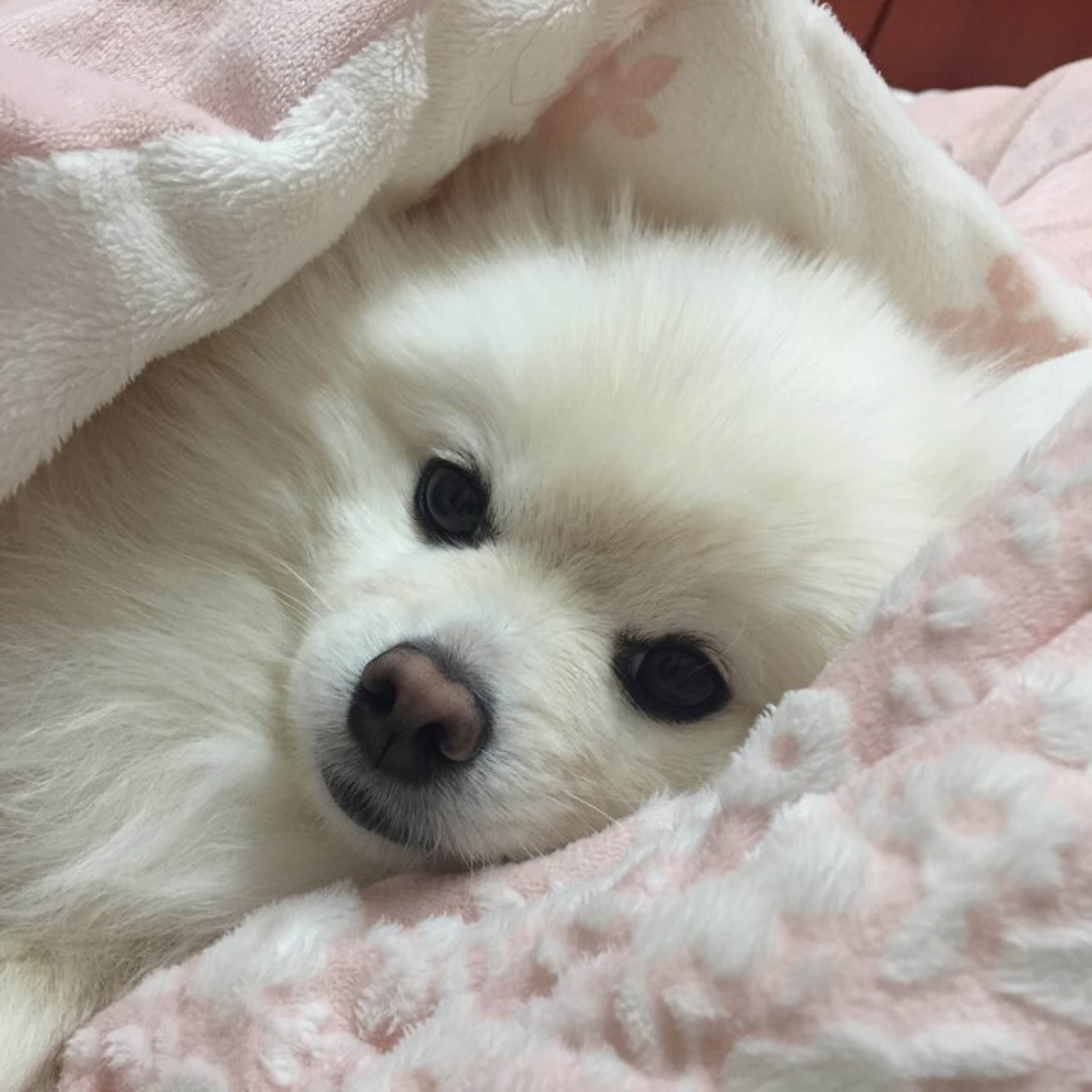 marisol 프로필