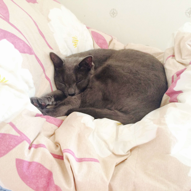 하조이 프로필