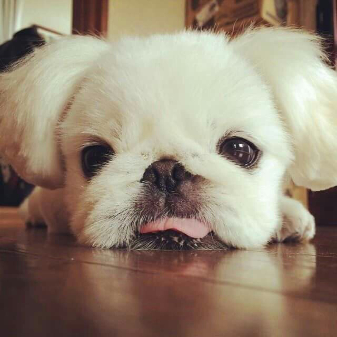 데이나22 프로필
