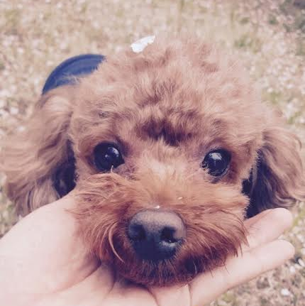 김베네 프로필