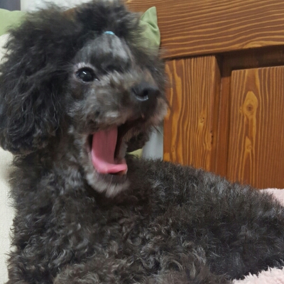 remiky 프로필