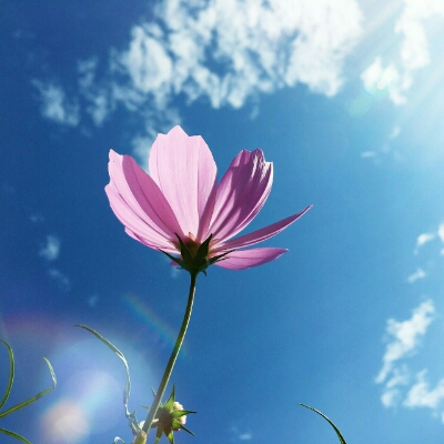 김코이 프로필