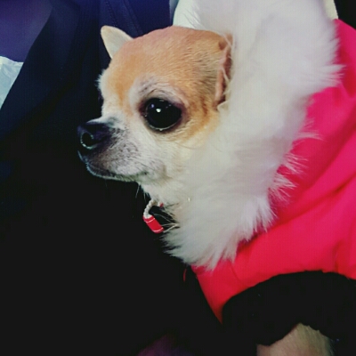플라잉치와와 프로필