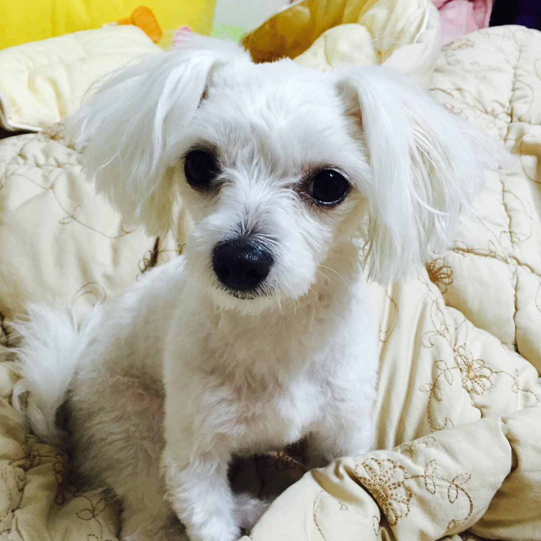 쮸링 프로필