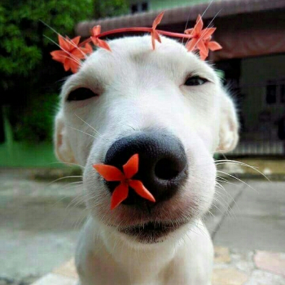 꾸루꾸미 프로필