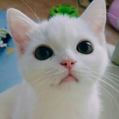 몽실아사랑해 프로필