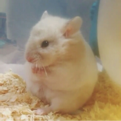 배구파배꾸 프로필