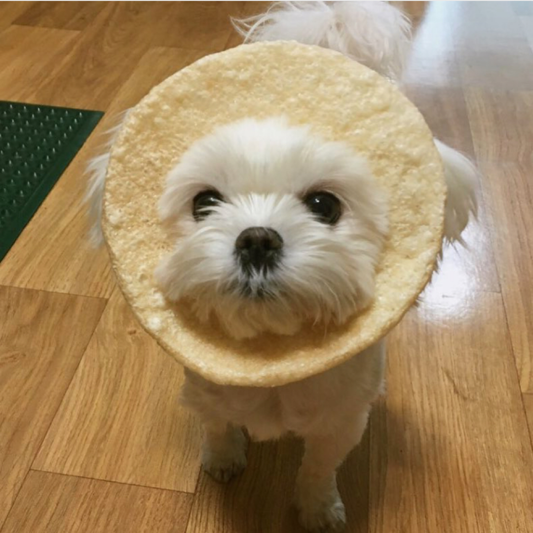 정베리 프로필