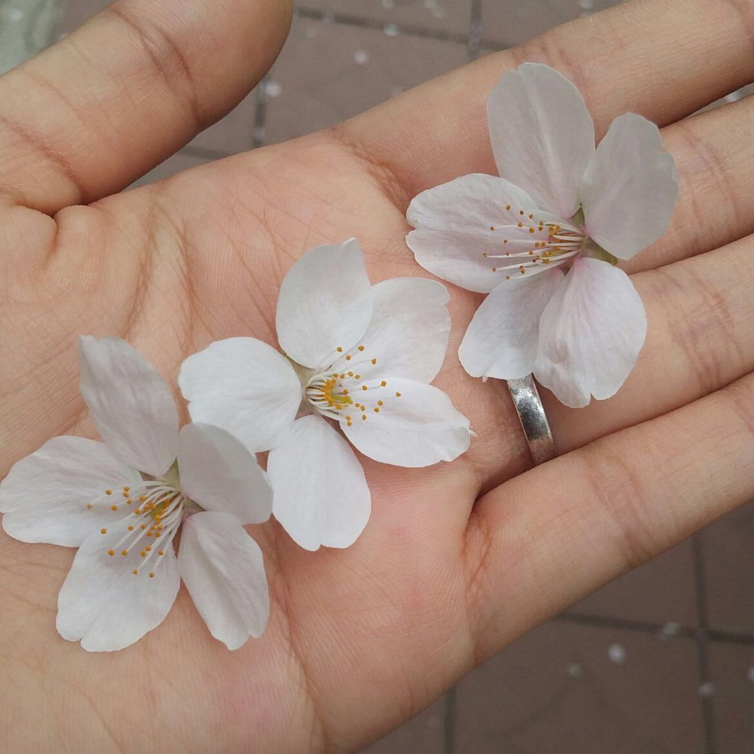 햄은역시슾햄 프로필