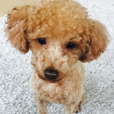 베베콩베베 프로필