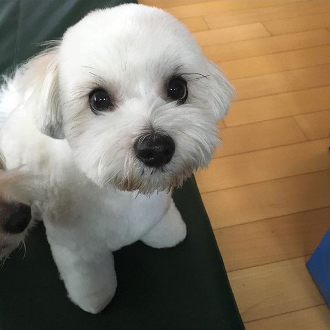 아츄카프 프로필
