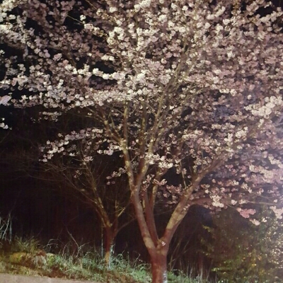 별란 프로필